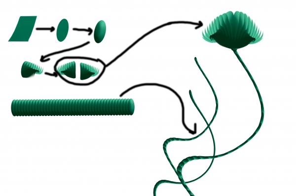 Creation of Plants: Step 7